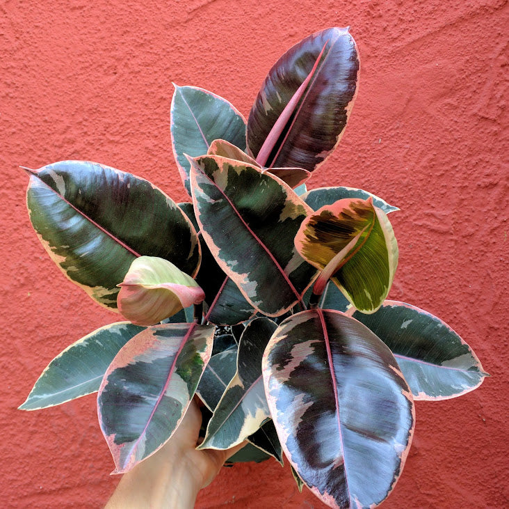 Ficus elastica 'Ruby Pink' - Rubber Tree