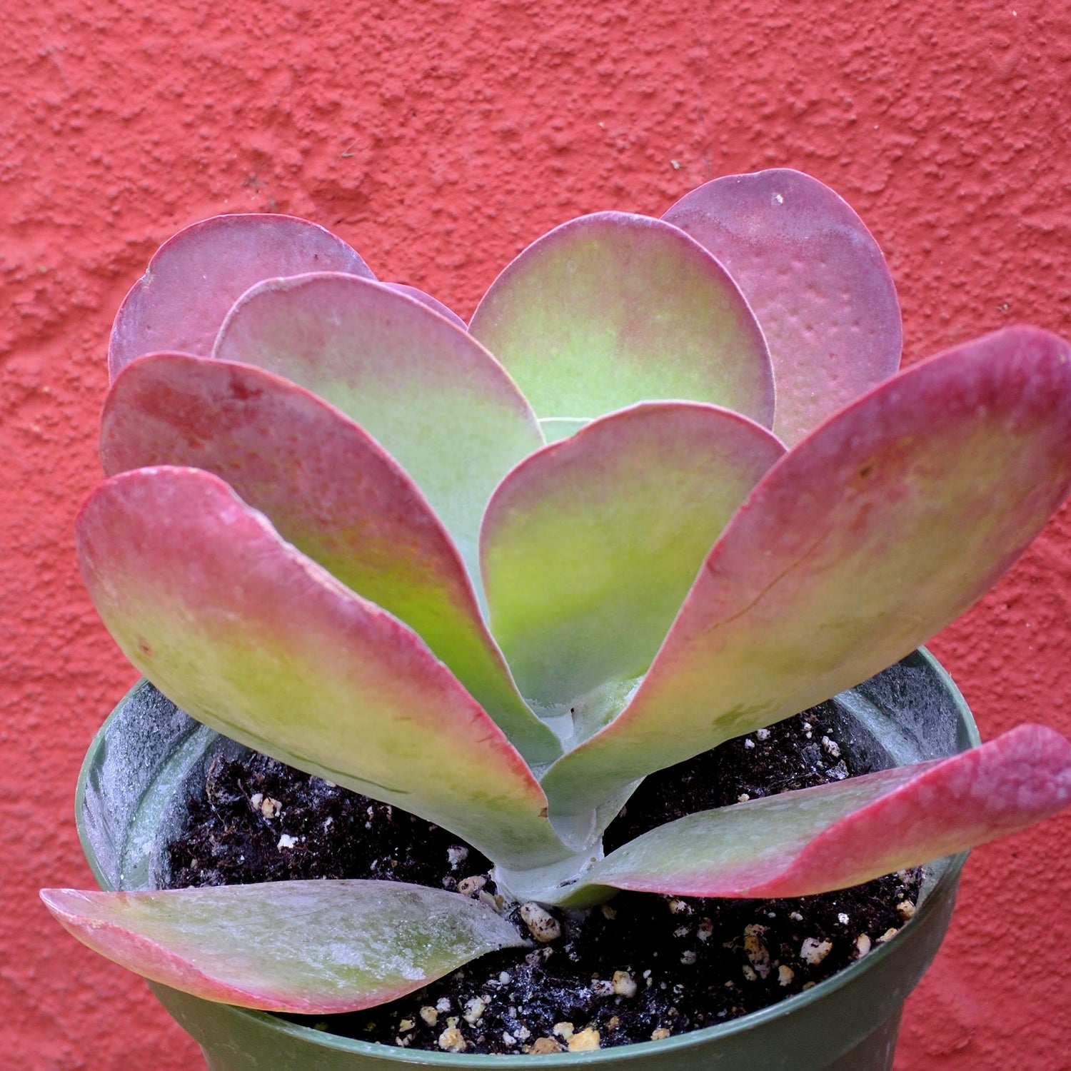 thyrsiflora succulent Kalanchoe thyrsiflora (syn. K. luciae)
