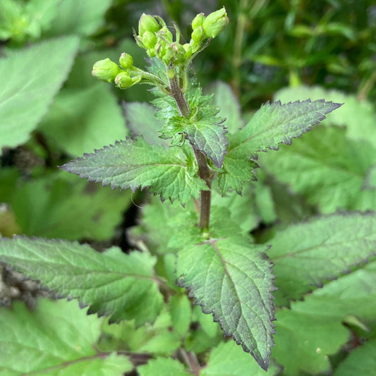 Scrophularia californica - California Bee Plant