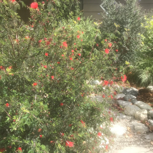 Calliandra californica - Baja Fairy Duster, Tabardillo
