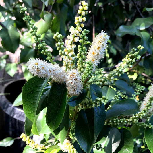 Prunus ilicifolia ssp. lyonii - Catalina Cherry