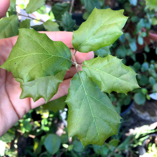 Quercus agrifolia - Coast Live Oak