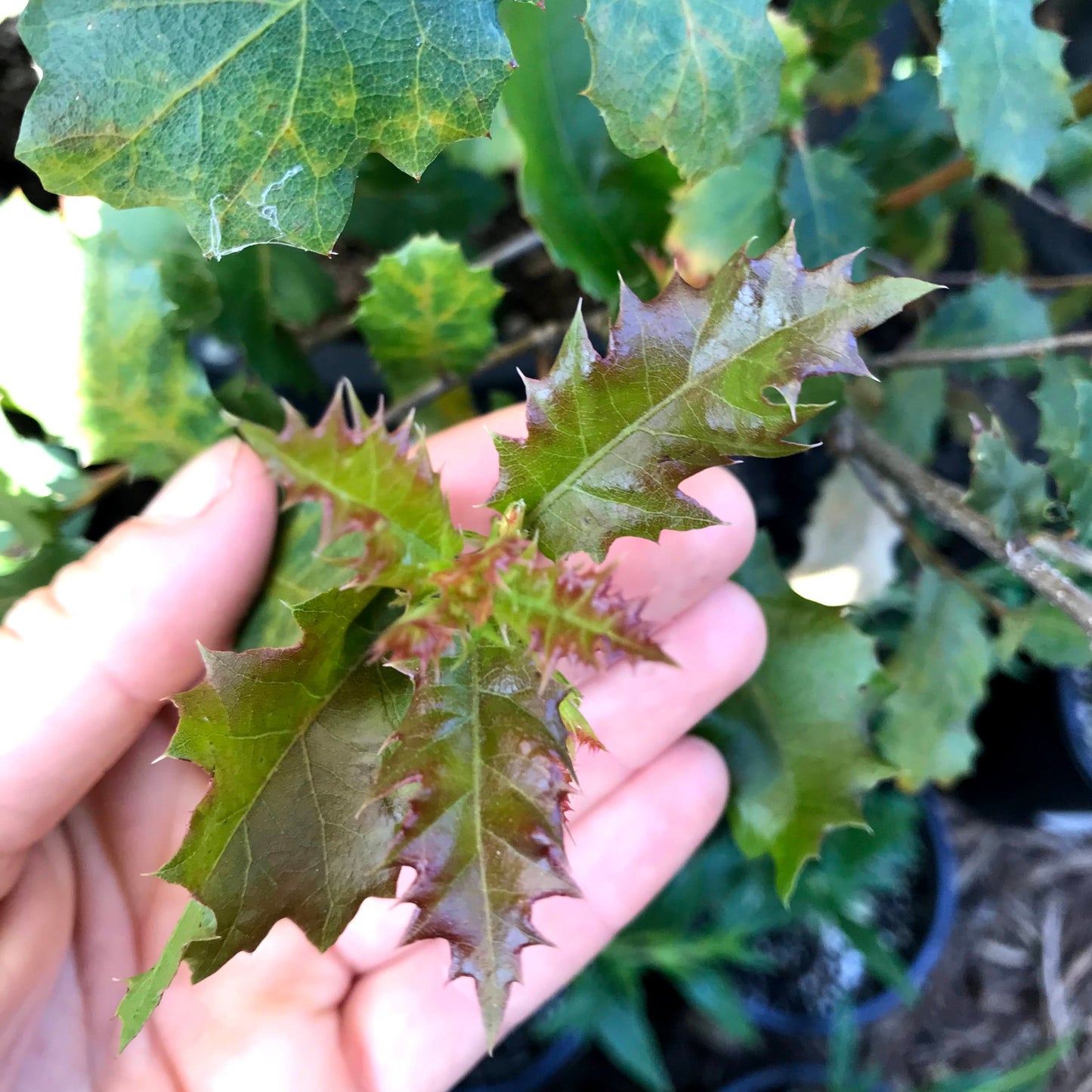 Quercus berberidifolia - Scrub Oak