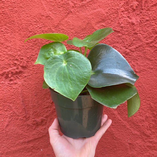 Peperomia polybotrya - Raindrop Peperomia, Owl Eye
