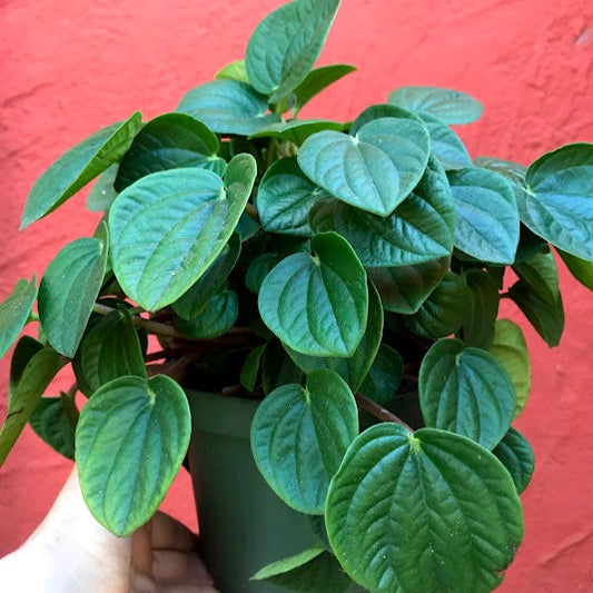 Peperomia 'Rana Verde'