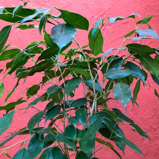 Ficus benjamina 'Midnight' - Weeping Fig