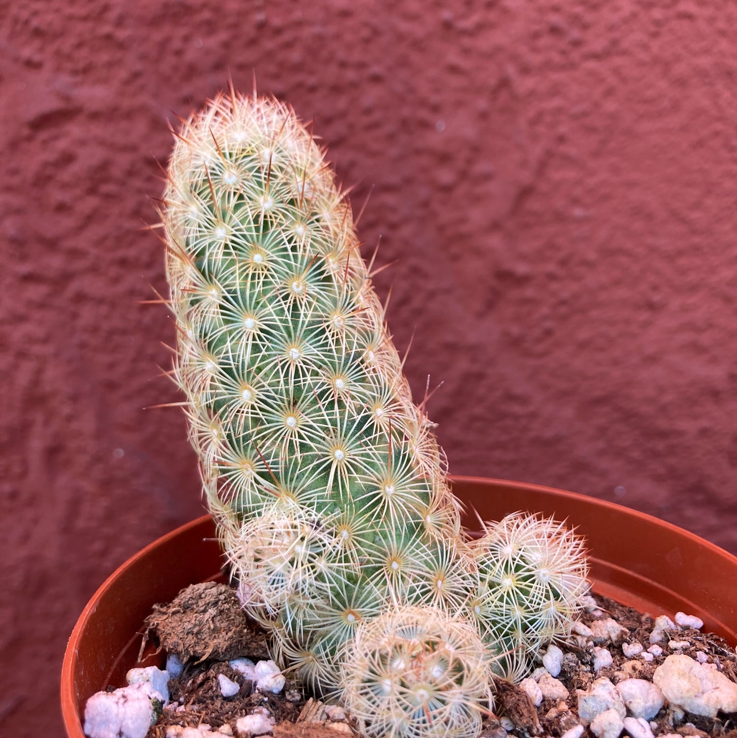 Mammillaria elongata - Gold Lace Cactus