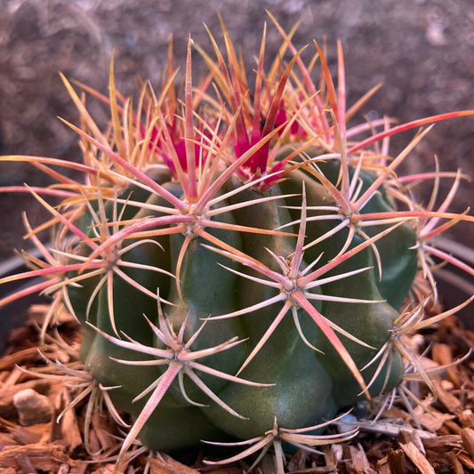 Ferocactus viridescens - San Diego Barrelcactus