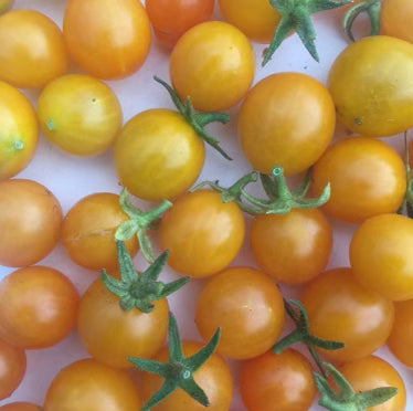 Sungold Tomato