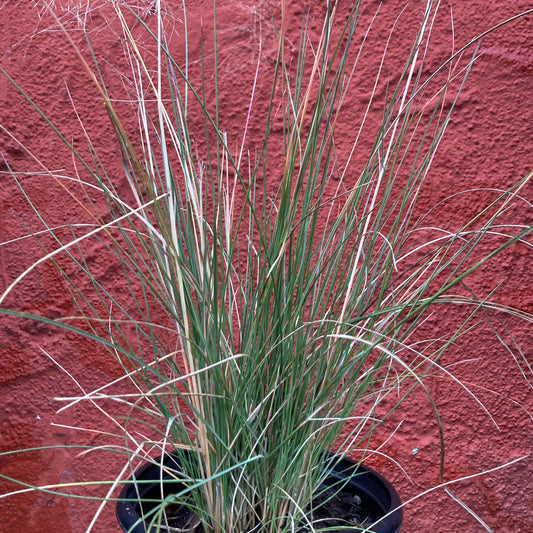 Sporobolus airoides - Alkali Dropseed, Alkalai Sacaton
