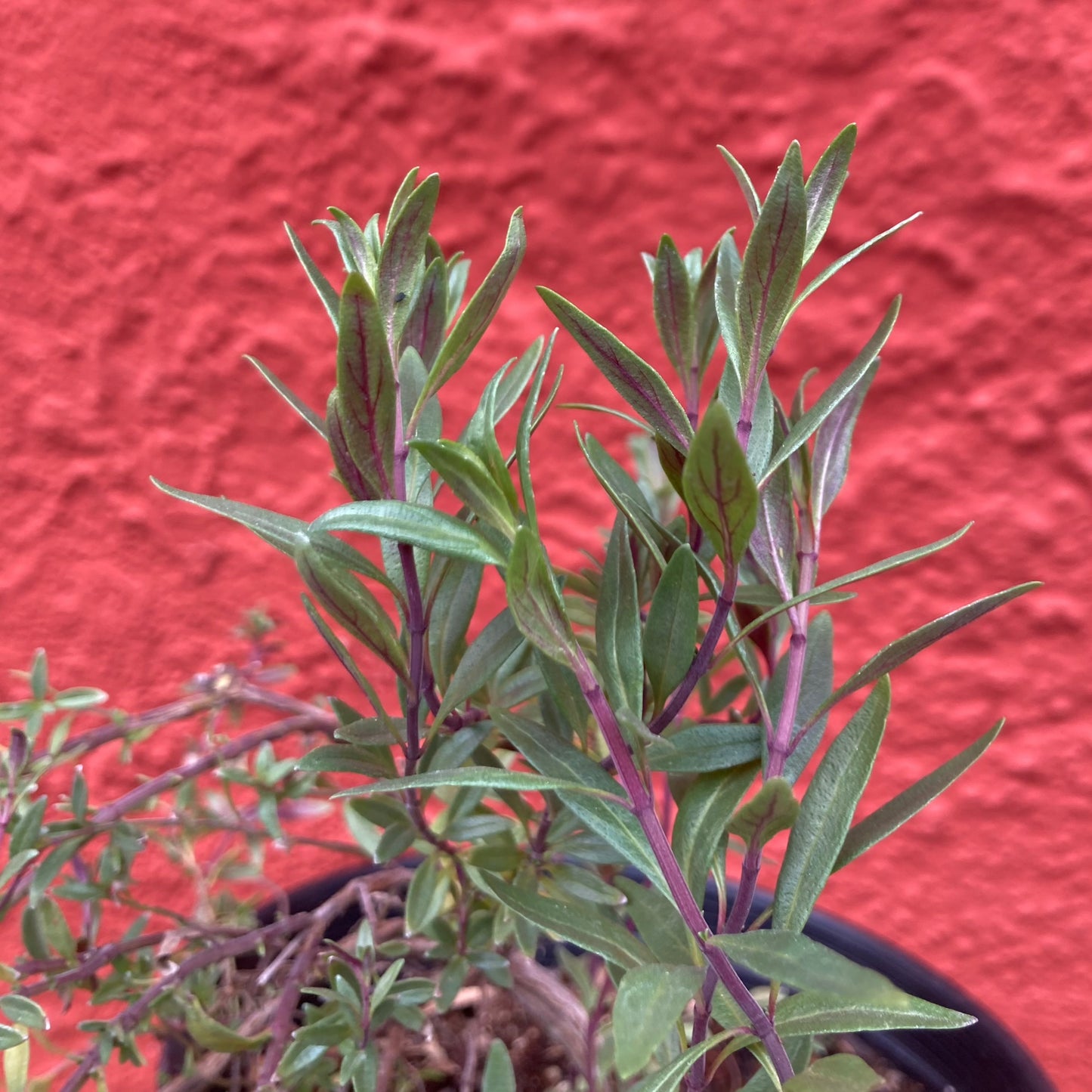 Monardella linoides ssp. viminea - Willowy Mint