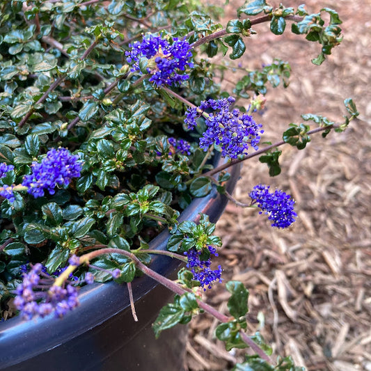 Ceanothus 'Centennial' - California Lilac