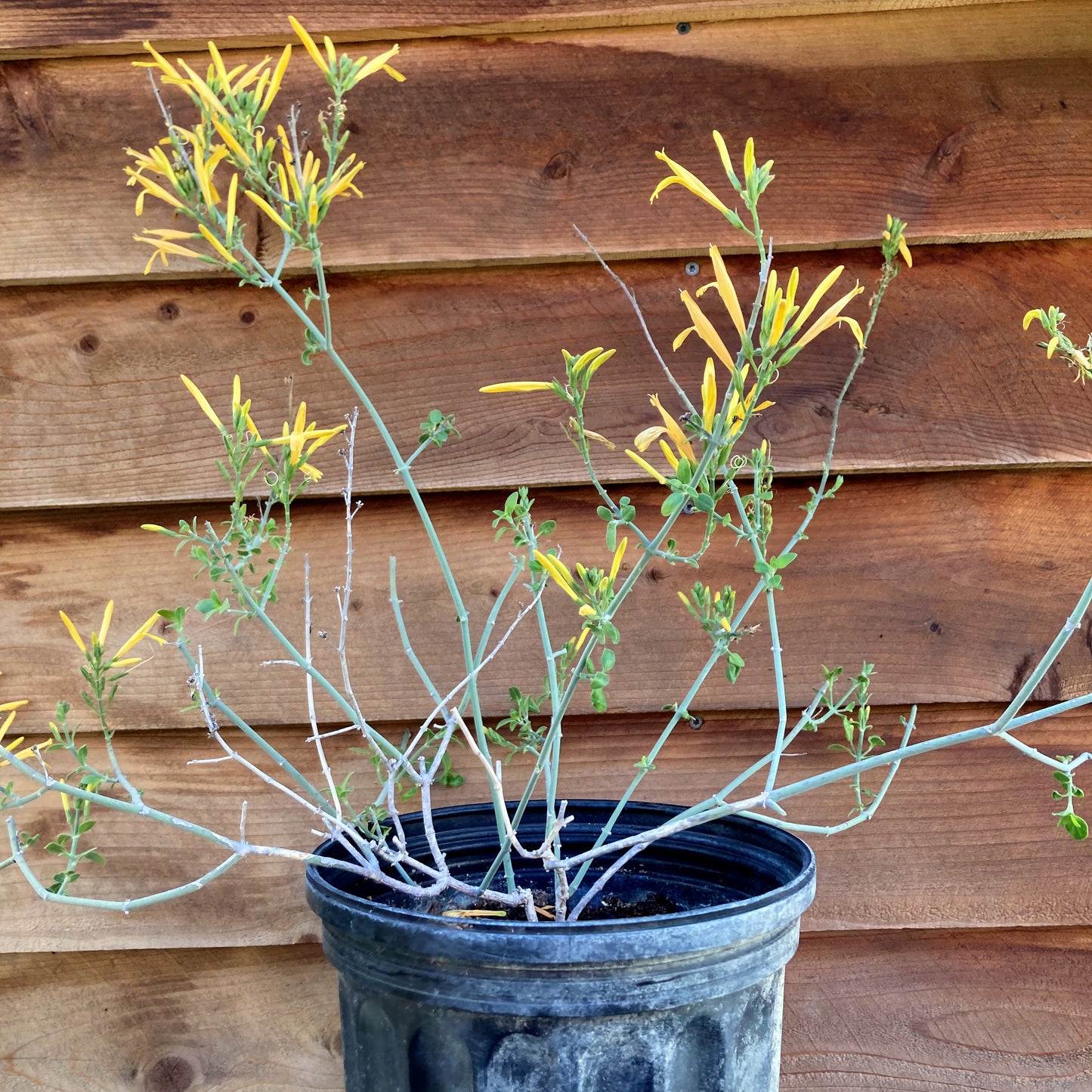 Justicia californica 'Tecate Gold' - Chuparosa