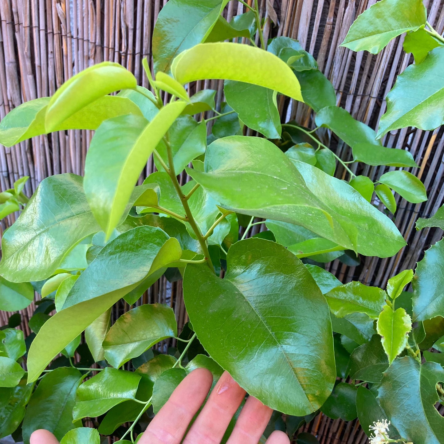Prunus ilicifolia ssp. lyonii - Catalina Cherry
