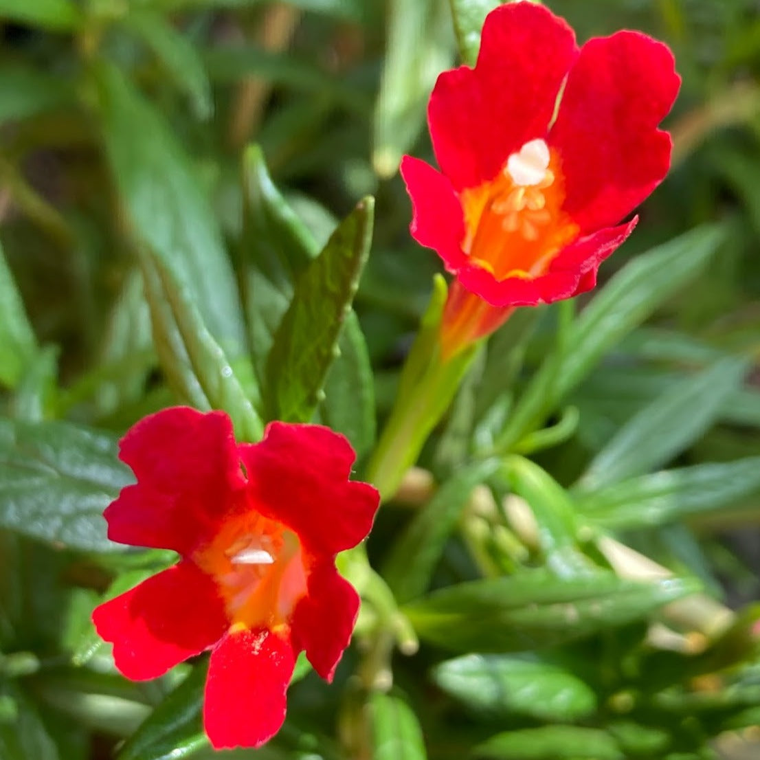 Mimulus 'Vibrant Red' - Monkeyflower