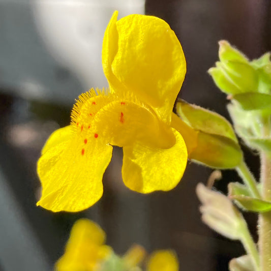 Erythranthe guttata (syn. Mimulus guttatus) - Seep Monkeyflower