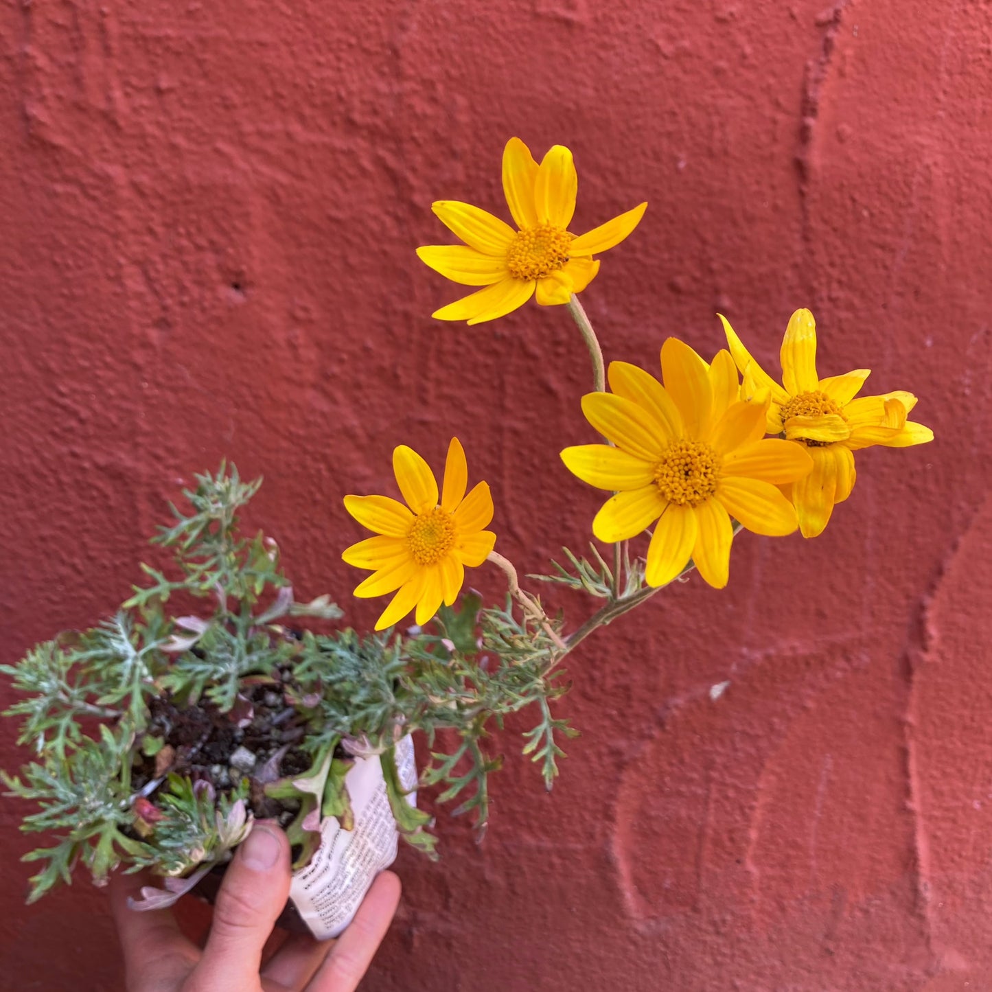 Eriophyllum lanatum 'Siskiyou'