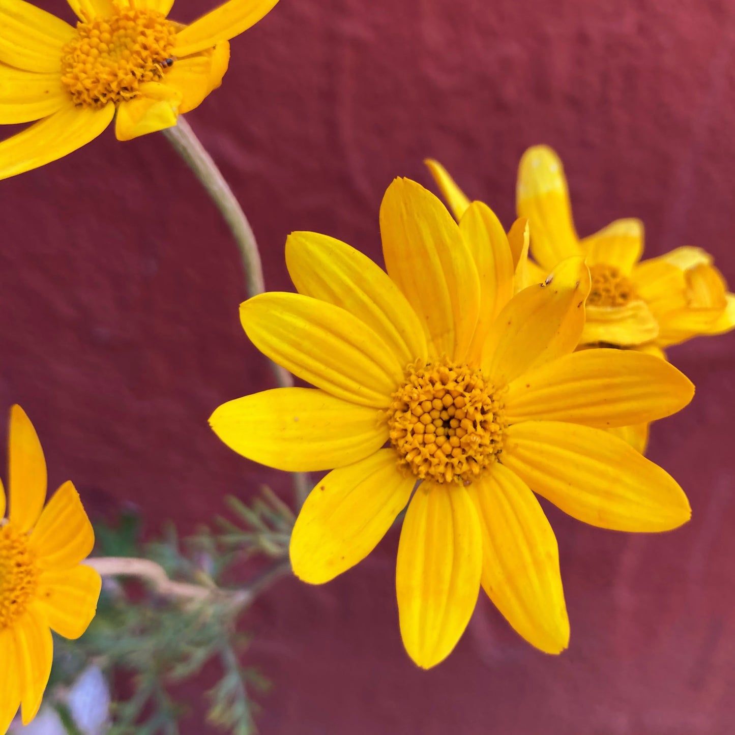 Eriophyllum lanatum 'Siskiyou'