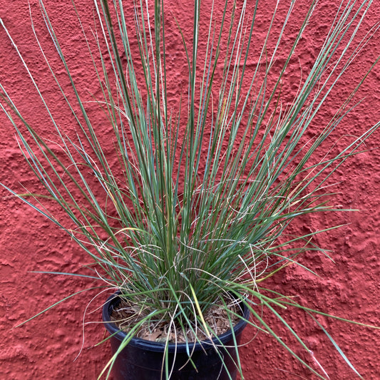 Muhlenbergia dubia - Pine Muhly Grass
