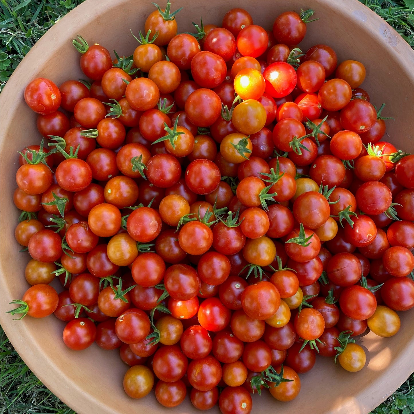'Supersweet 100' Tomato