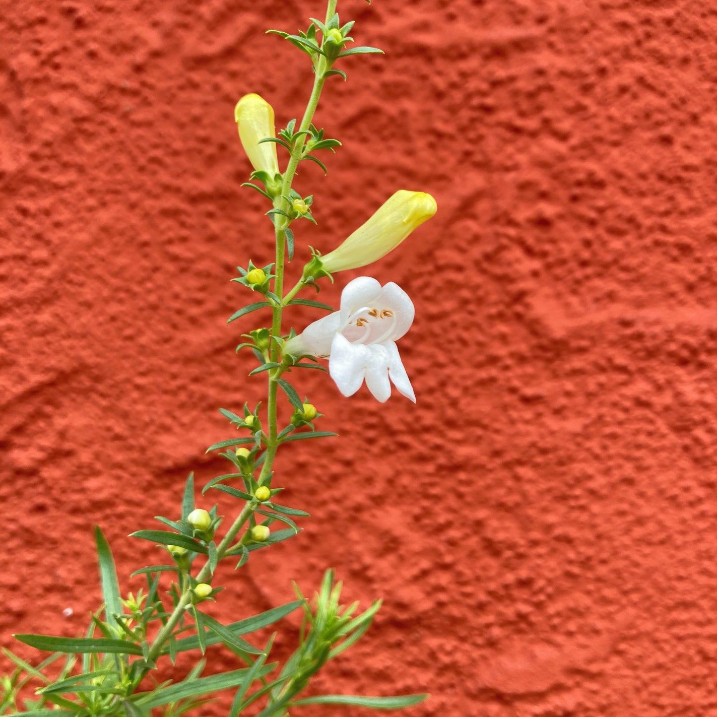 Penstemon heterophyllus 'GMR White' - White Foothill Penstemon