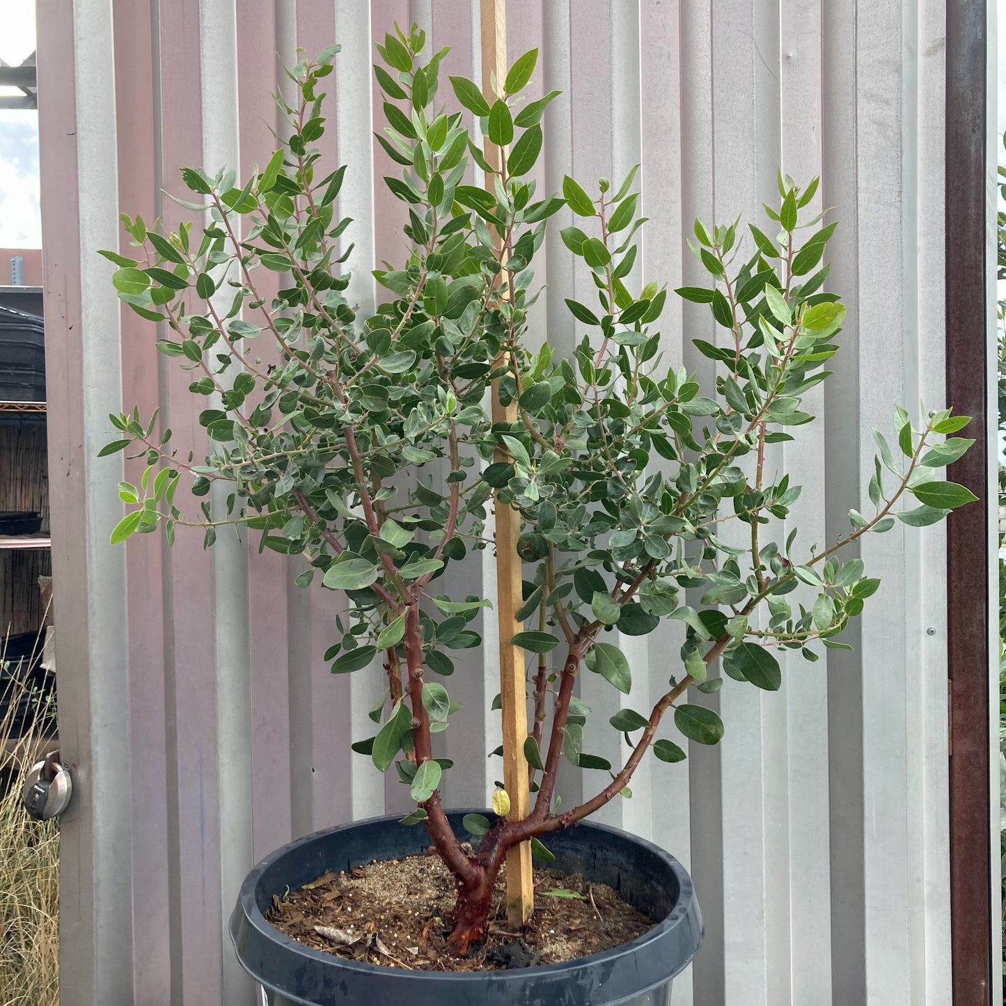 Arctostaphylos manzanita 'St. Helena' - St. Helena Manzanita
