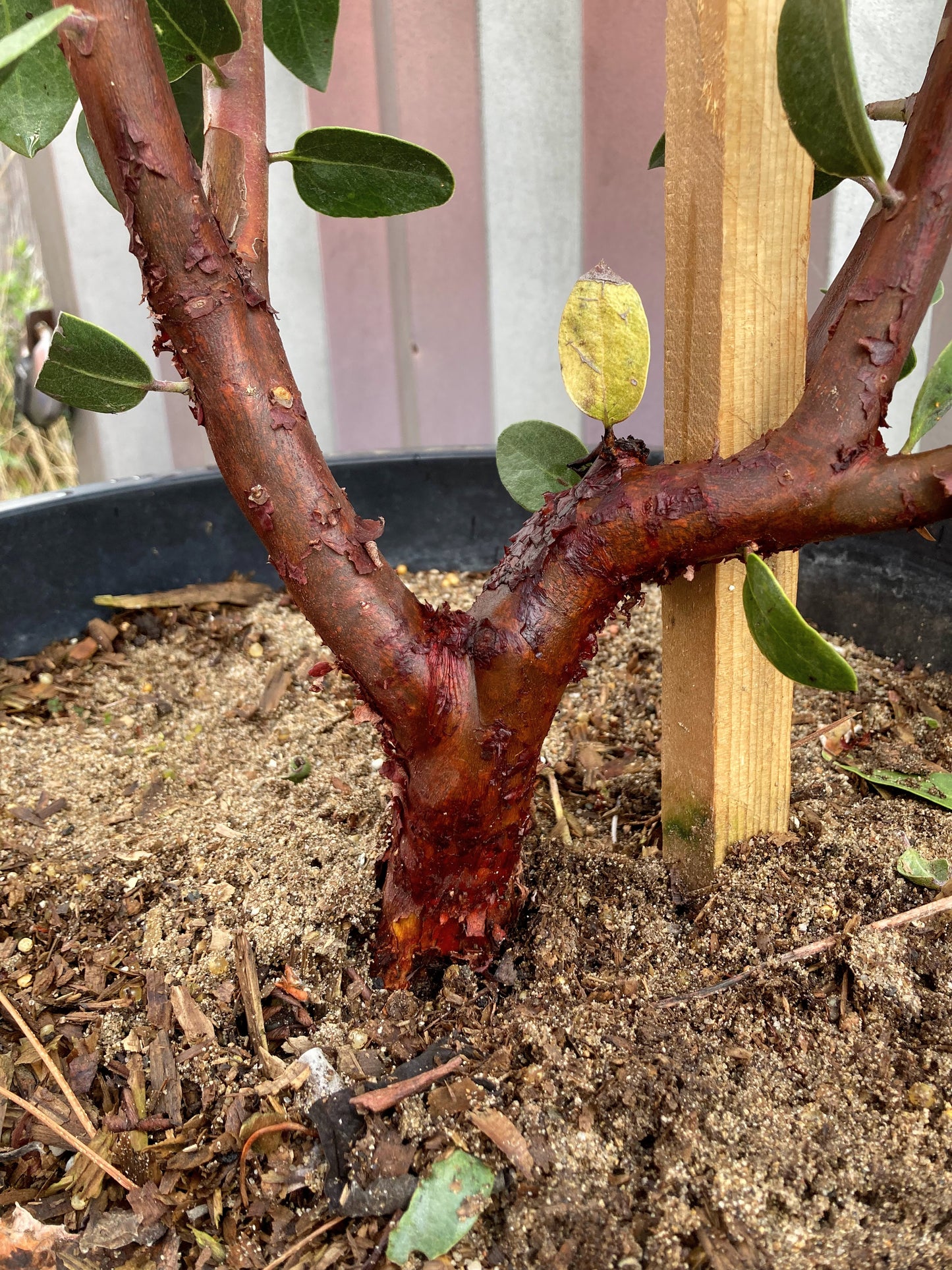 Arctostaphylos manzanita 'St. Helena' - St. Helena Manzanita