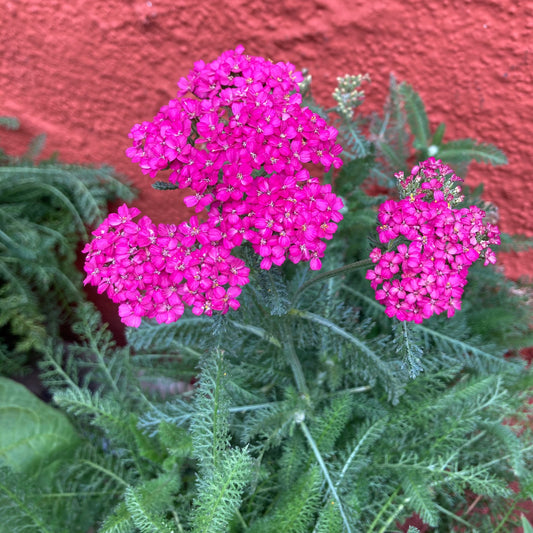 Achillea millefolium 'Rosa Maria' - Rosa Maria Yarrow