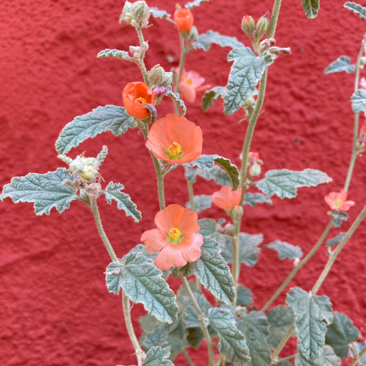 Sphaeralcea ambigua - Desert Mallow, Apricot Mallow
