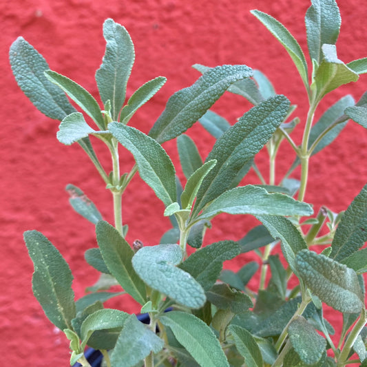Salvia 'Thor' - White Sage / Black Sage Hybrid