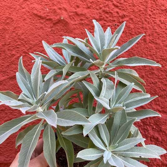 Salvia apiana var. compacta - Compact White Sage