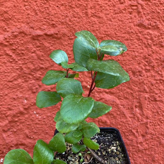 Ribes viburnifolium - Catalina Perfume
