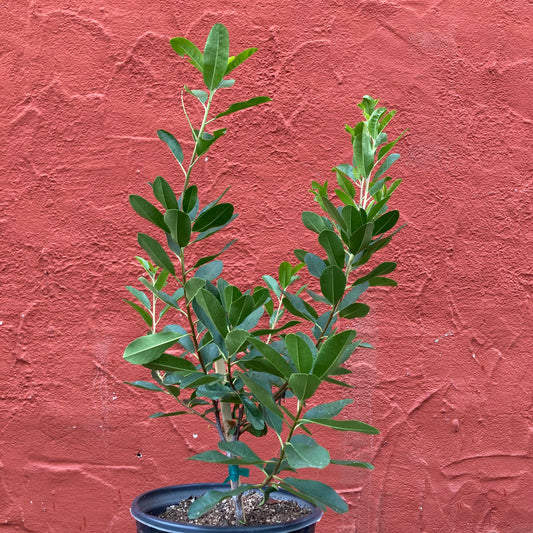 Heteromeles arbutifolia 'Davis Gold' - Davis Gold Toyon