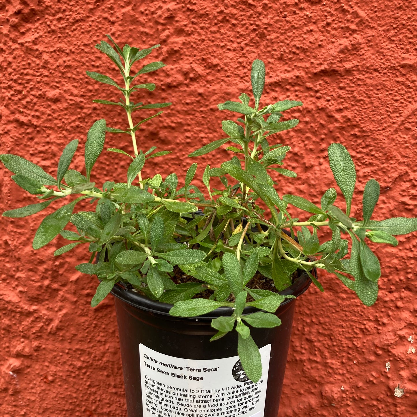 Salvia mellifera 'Terra Seca' - Terra Seca Black Sage