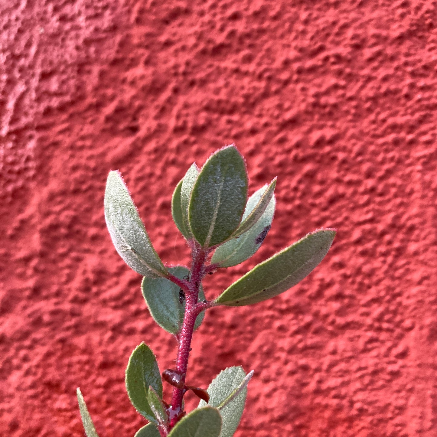 Arctostaphylos glandulosa ssp. crassifolia - Del Mar Manzanita