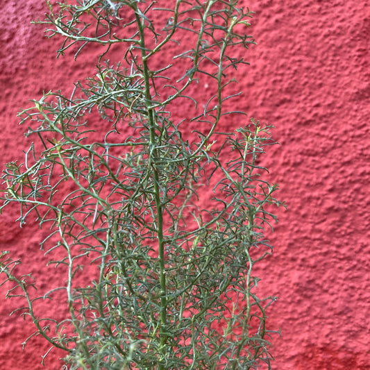 Adenostoma sparsifolium - Red Shanks , Ribbonwood