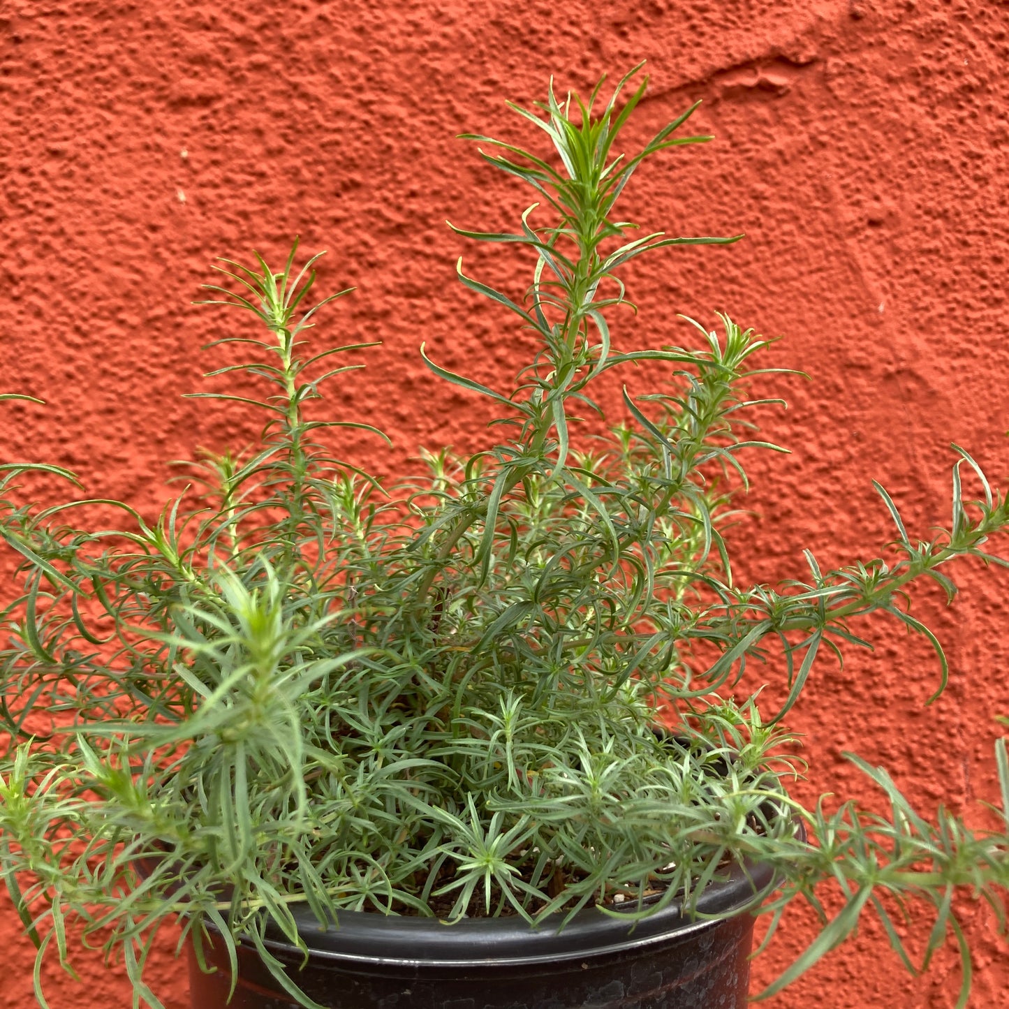 Epilobium canum ssp. canum (syn. Zauschneria cana) - Hoary Fuschia