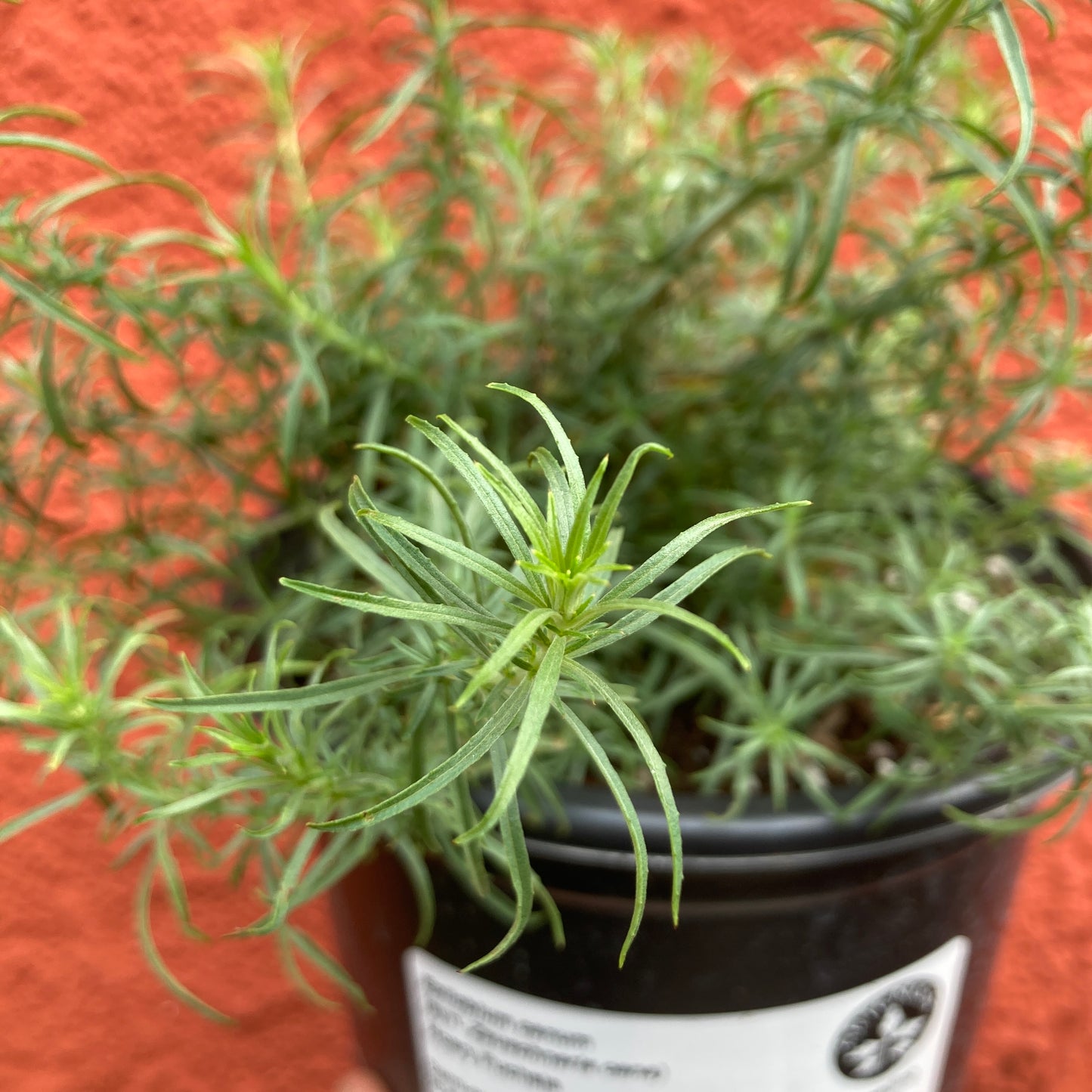 Epilobium canum ssp. canum (syn. Zauschneria cana) - Hoary Fuschia
