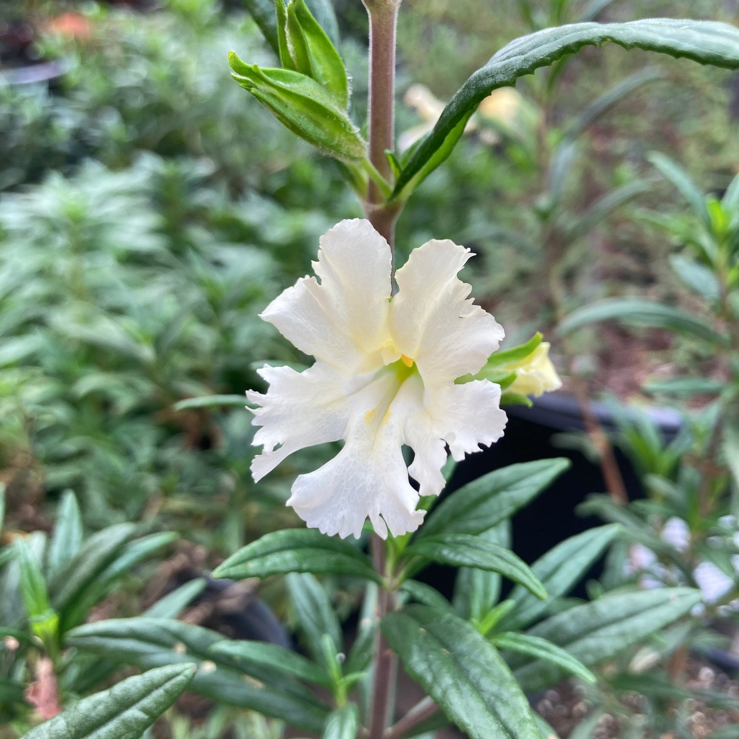 Mimulus 'Jelly Bean White' - White Monkeyflower
