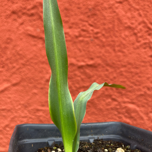 Chlorogalum pomeridianum - Wavyleaf Soap Plant