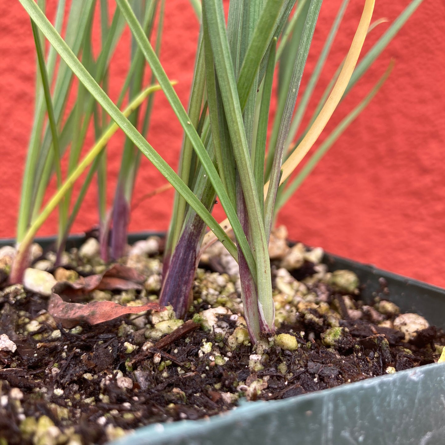 Allium unifolium - Single-leaved Onion