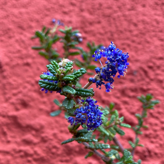 Ceanothus 'Dark Star' - California Lilac