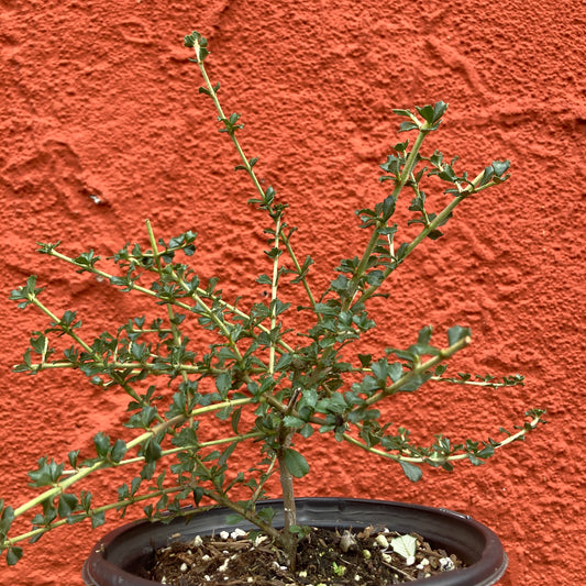 Ceanothus rigidus 'Snowball' - White California Lilac