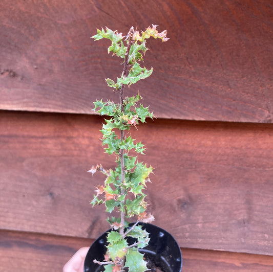 Quercus dumosa - Coastal Sage Scrub Oak