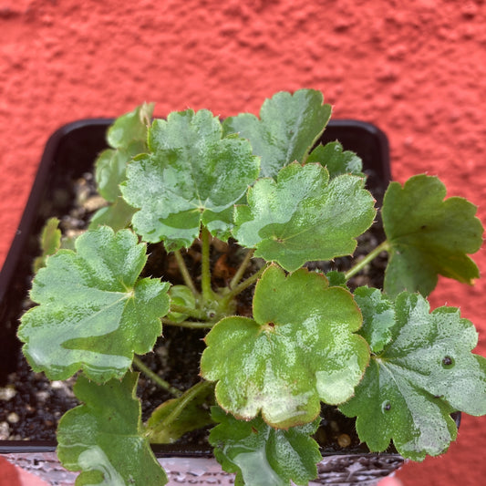 Heuchera 'Santa Ana Cardinal' - Santa Ana Cardinal Coral Bells