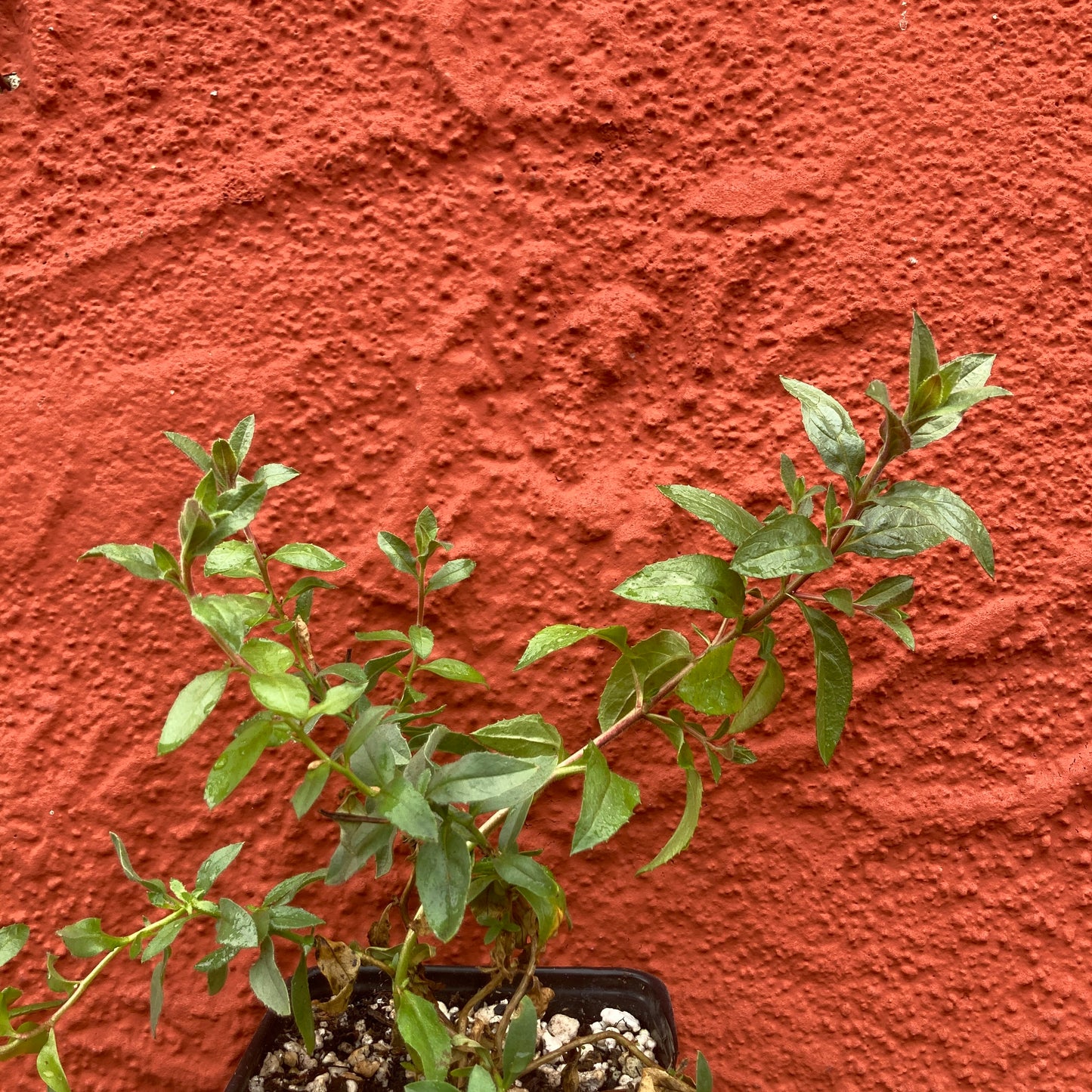 Epilobium canum ssp. latifolium - California Fuschia