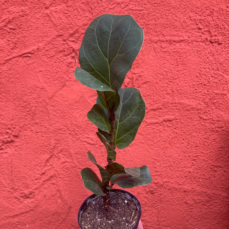 Ficus lyrata 'Little Sunshine' - Dwarf Fiddle Leaf Fig