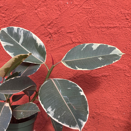 Ficus elastica 'Tineke' - Rubber Tree