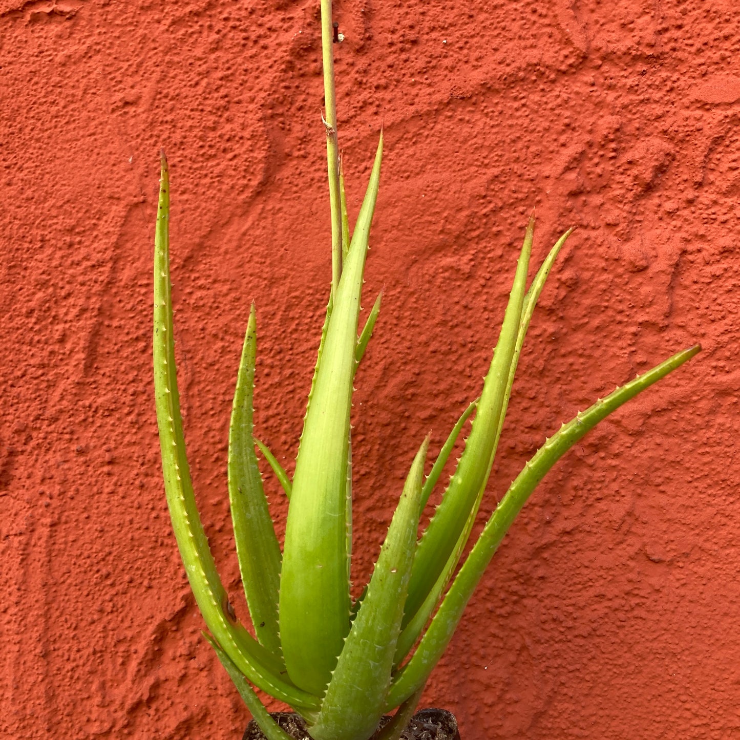 Aloe 'Safari Rose'