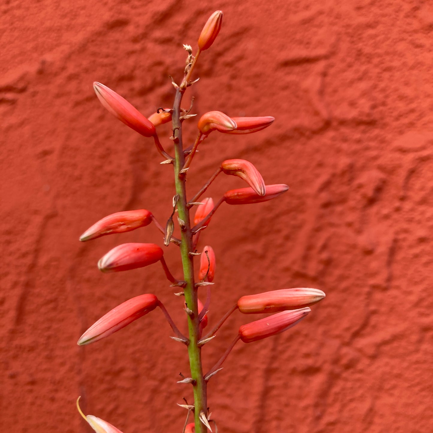 Aloe 'Safari Rose'